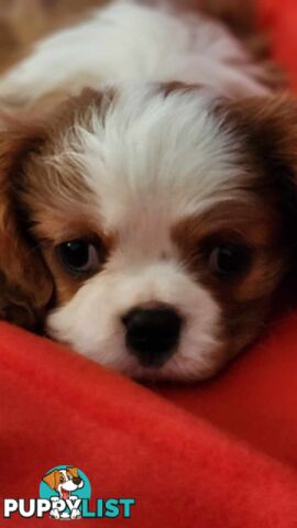 Cavalier King Charles Spaniel Puppies