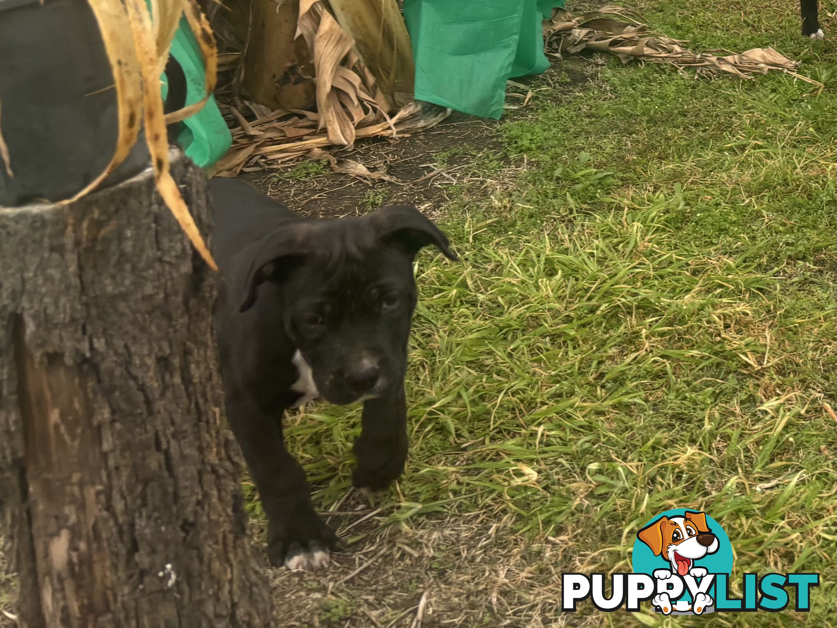 Puppies for sale