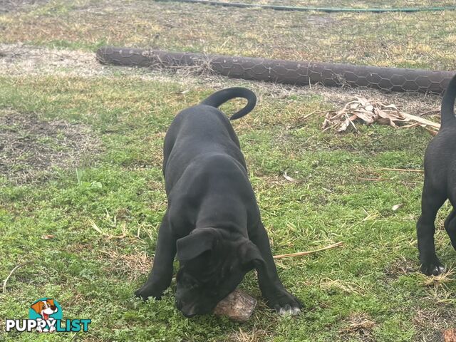Puppies for sale