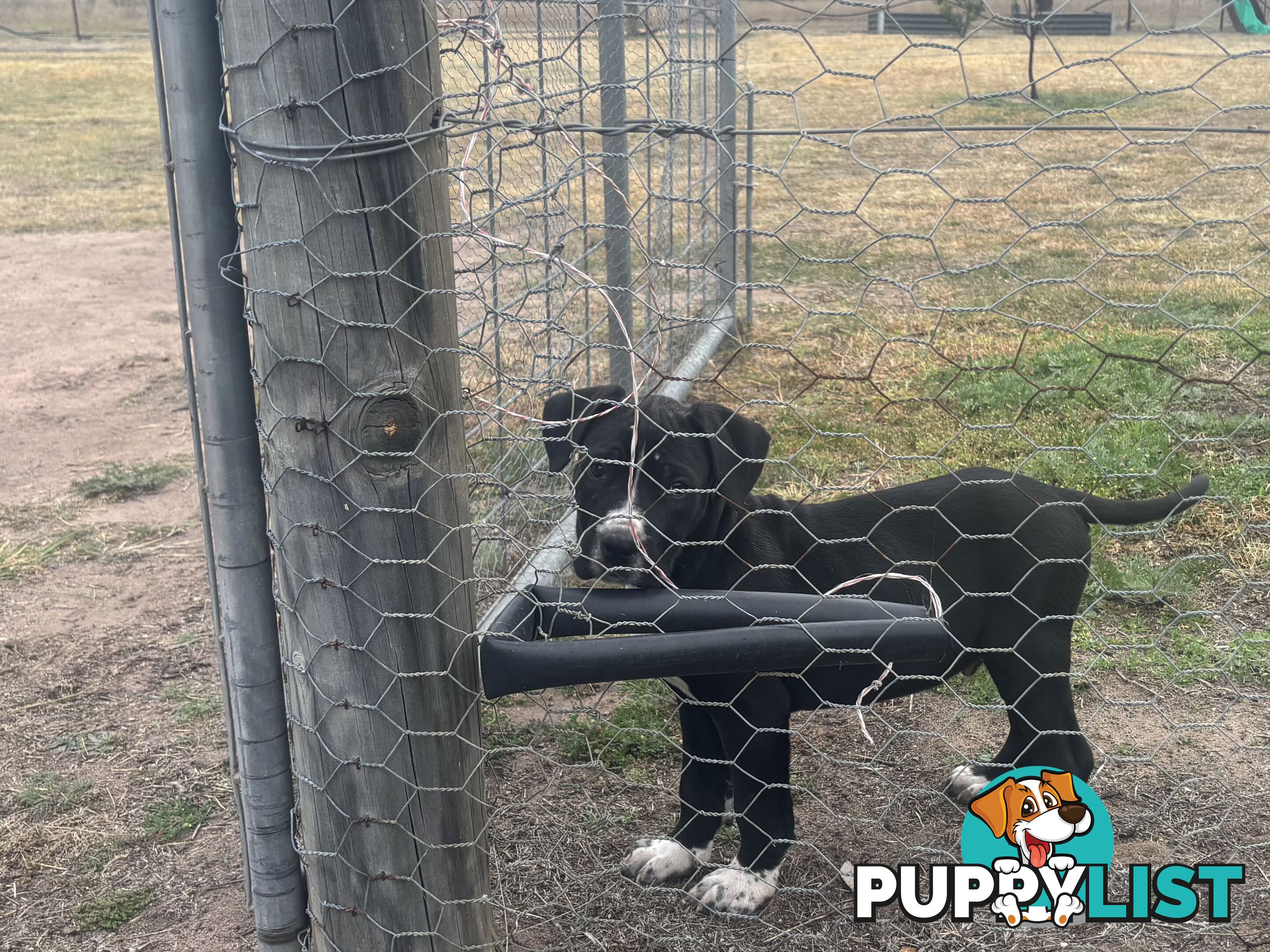 Puppies for sale