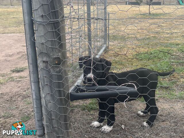 Puppies for sale