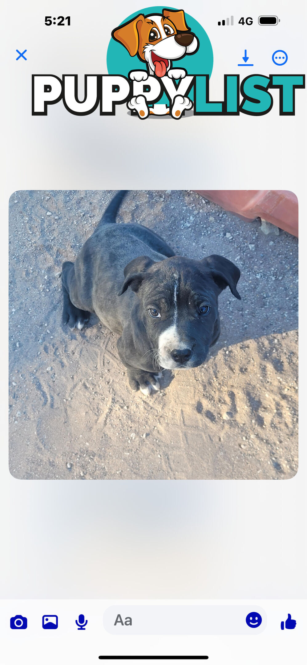 Puppies for sale