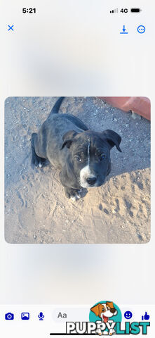 Puppies for sale