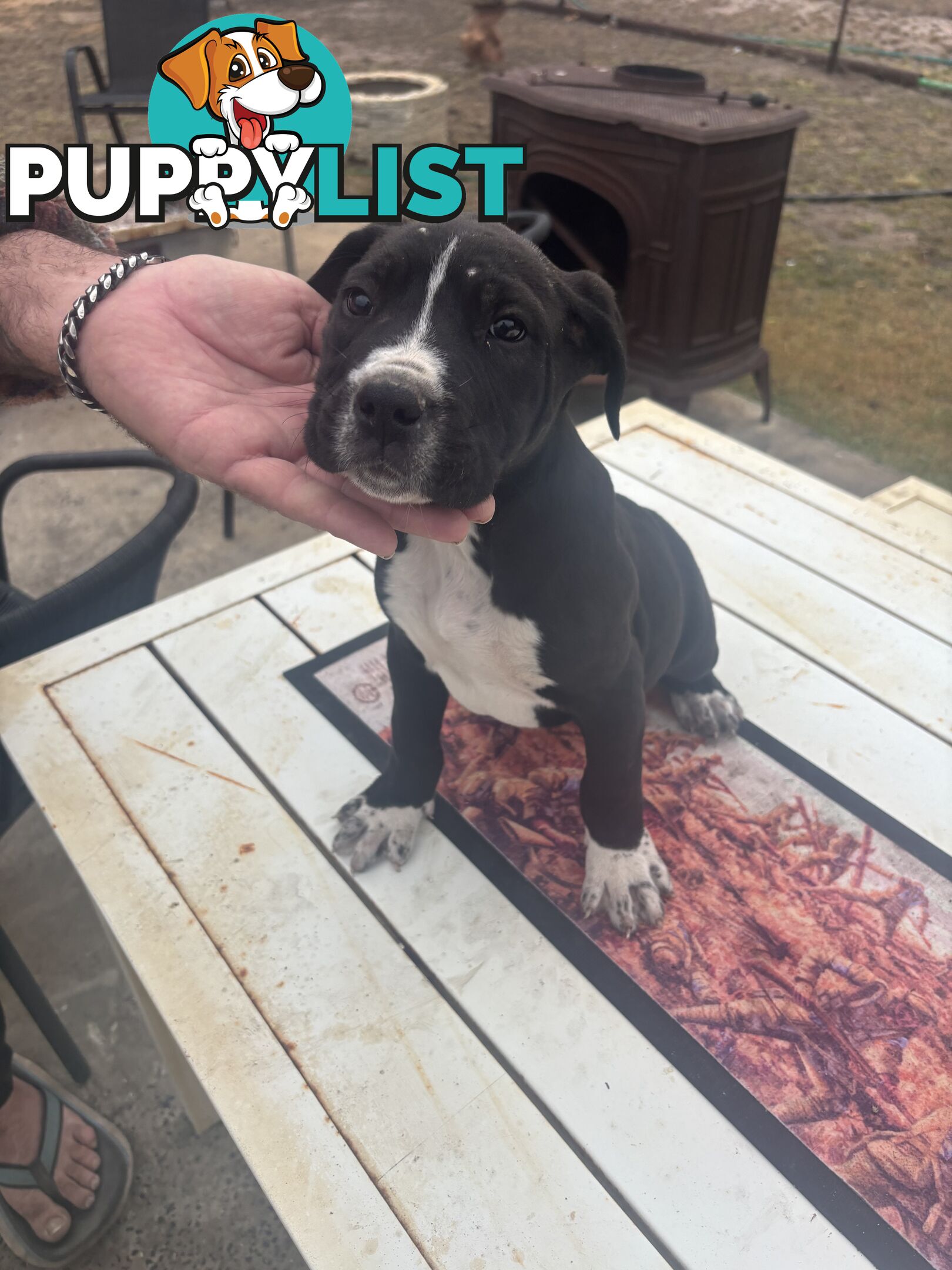 Puppies for sale
