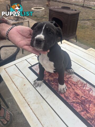 Puppies for sale