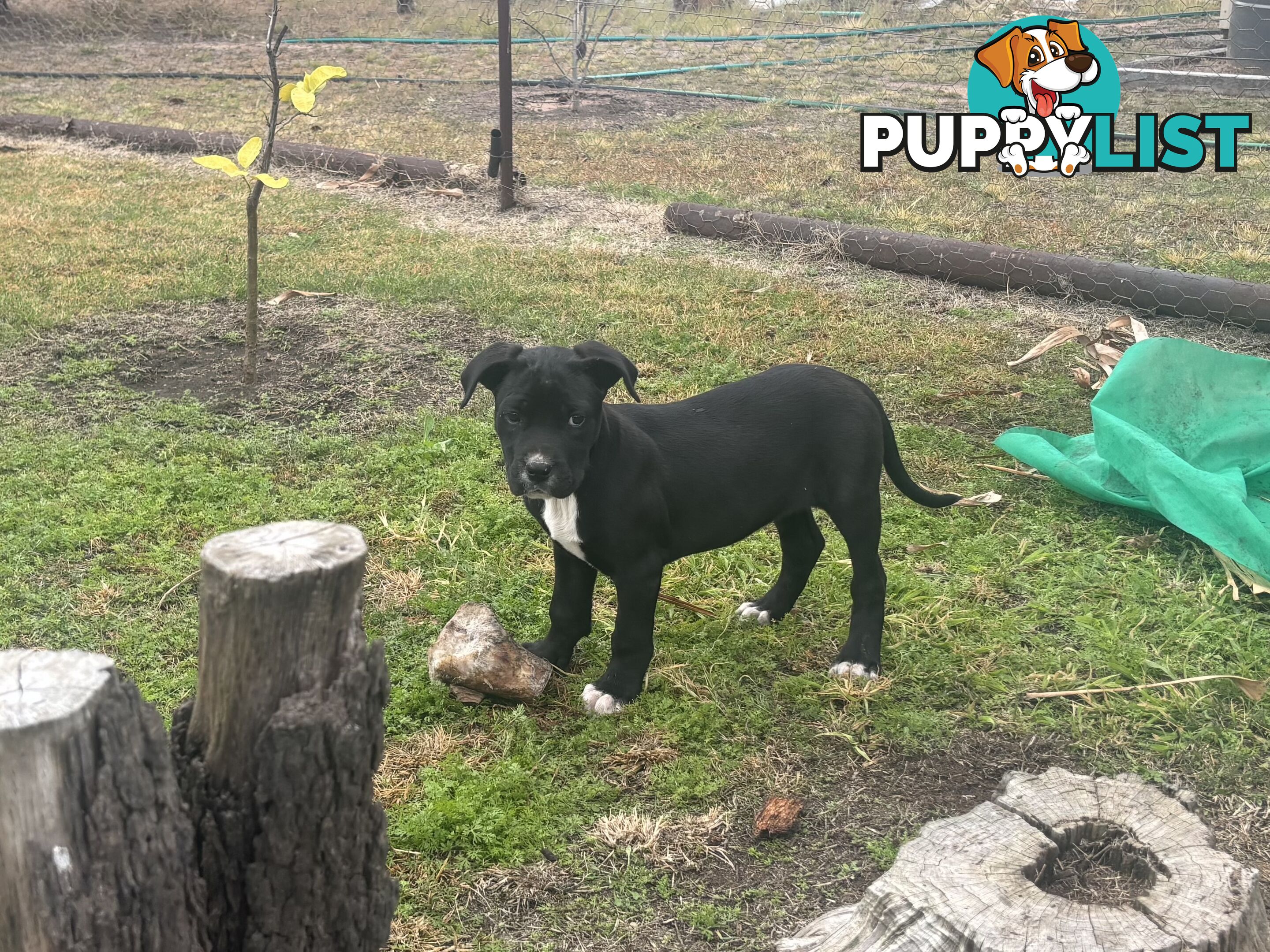 Puppies for sale