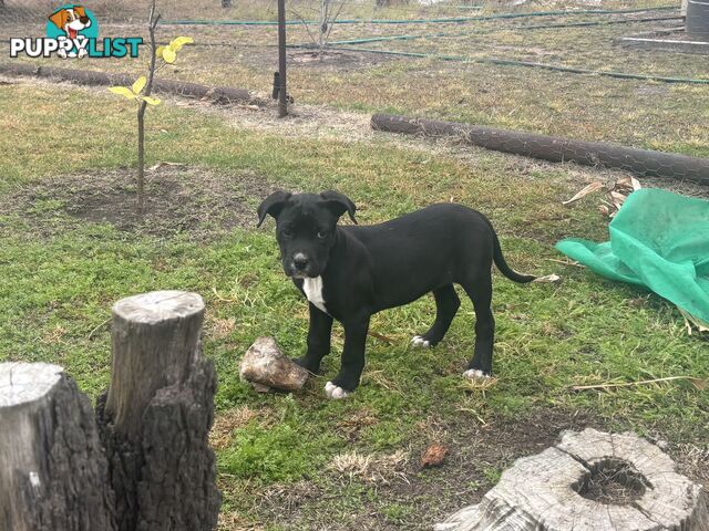 Puppies for sale
