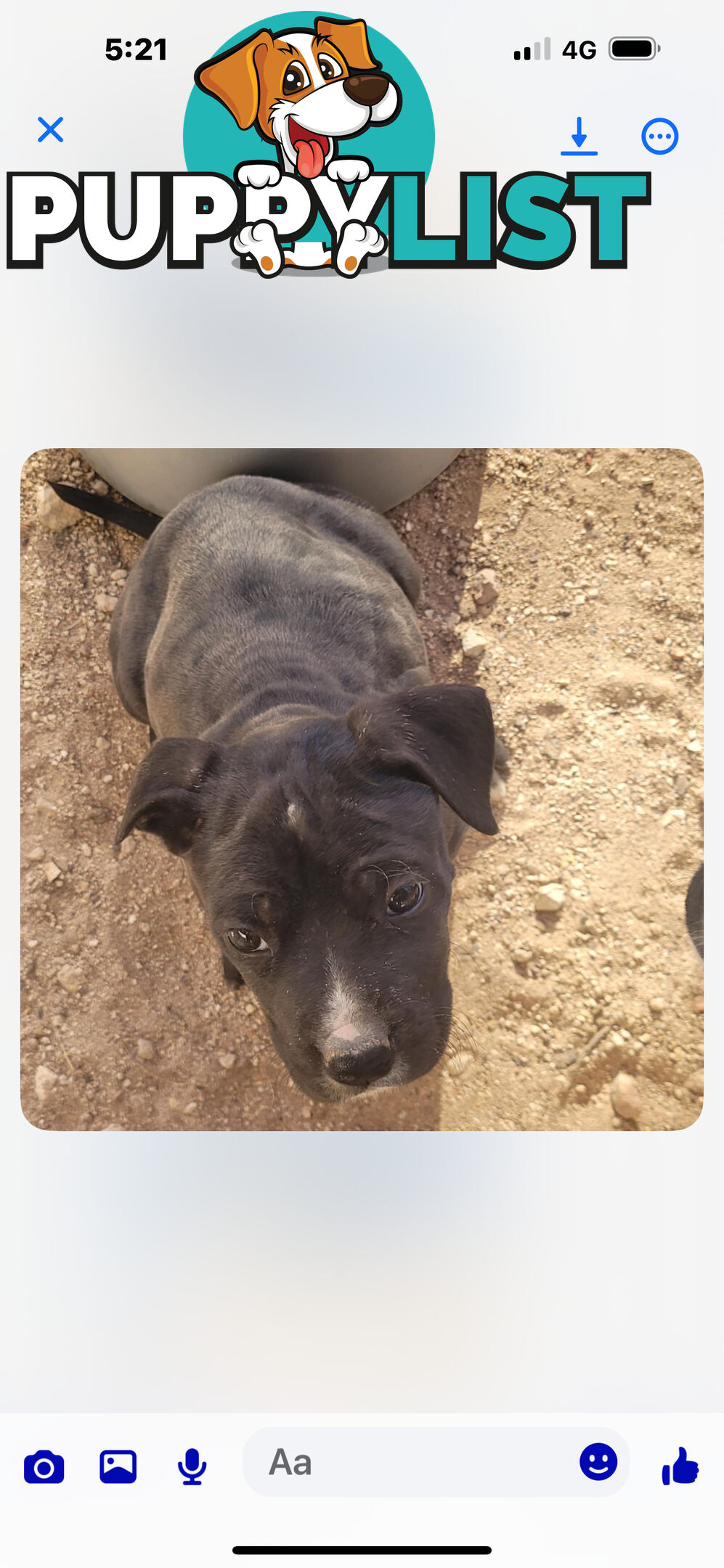 Puppies for sale