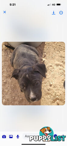 Puppies for sale