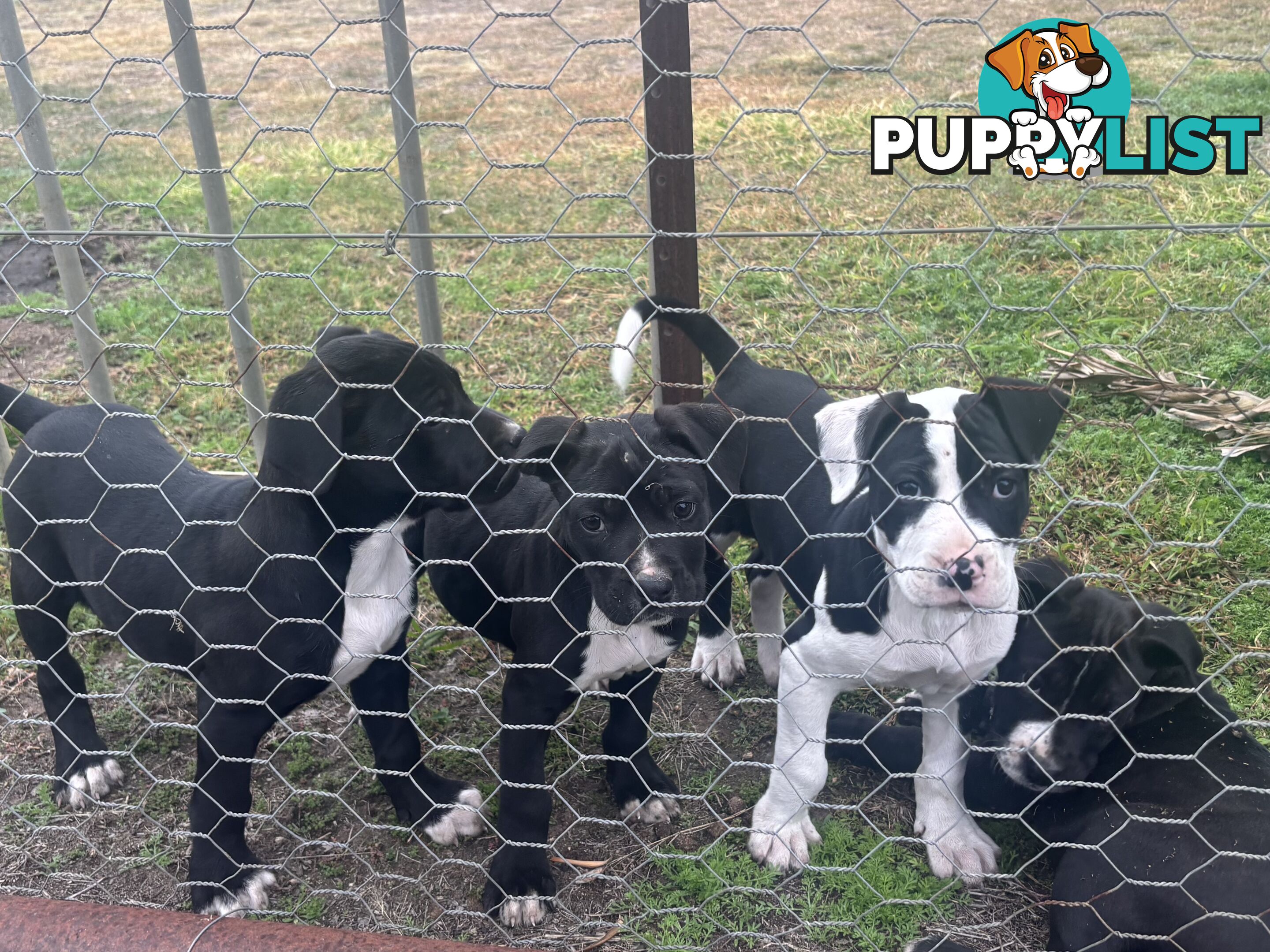 Puppies for sale