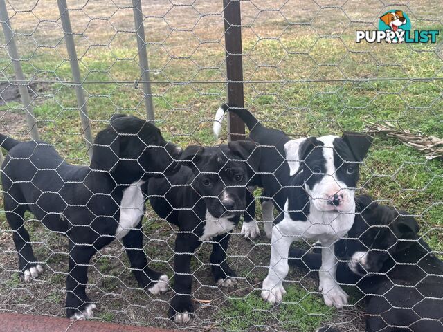 Puppies for sale