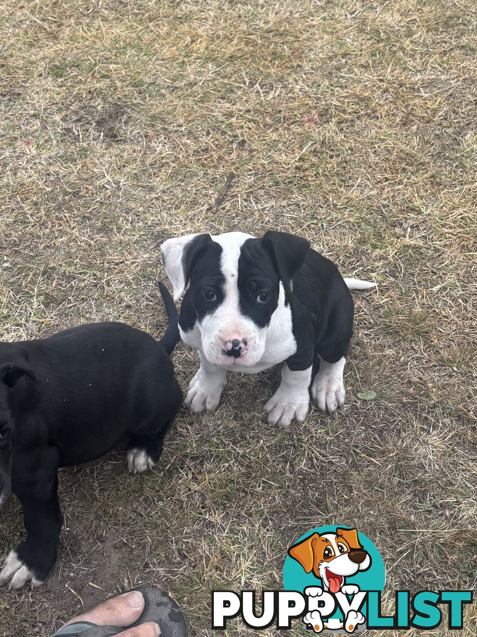 Puppies for sale