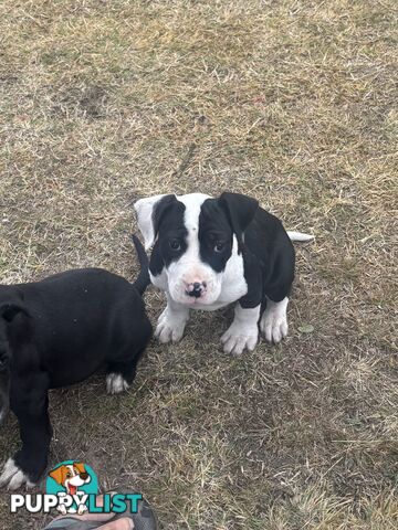 Puppies for sale