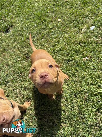 Amstaff Puppy• FEMALE• AVAILABLE