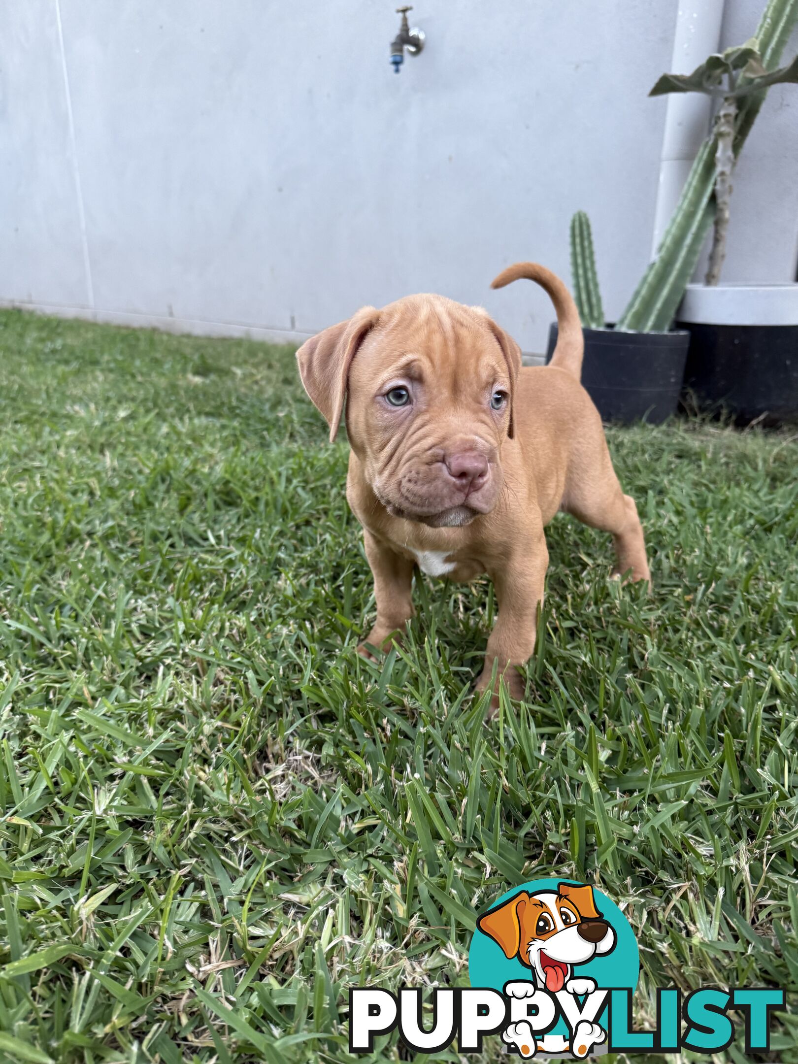 Amstaff Puppies• MALE & FEMALE• AVAILABLE NOW