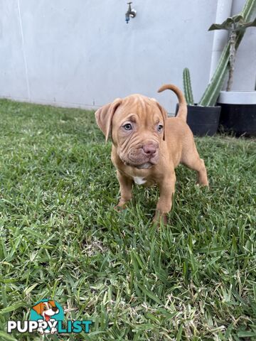 Amstaff Puppies• MALE & FEMALE• AVAILABLE NOW