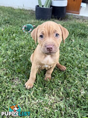 Amstaff Puppies• MALE & FEMALE• AVAILABLE NOW