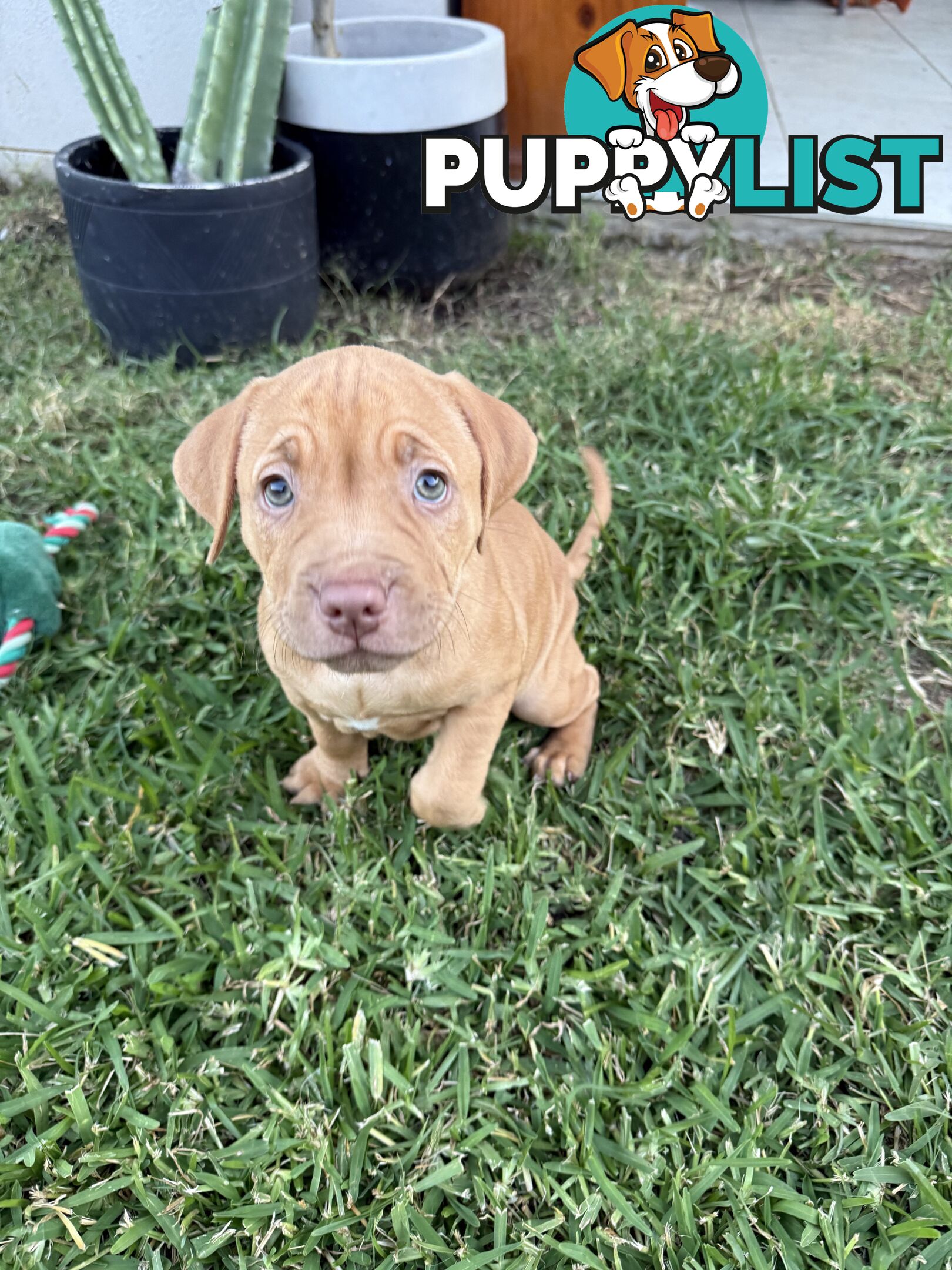 Amstaff Puppies• MALE & FEMALE• AVAILABLE NOW