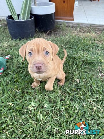 Amstaff Puppies• MALE & FEMALE• AVAILABLE NOW