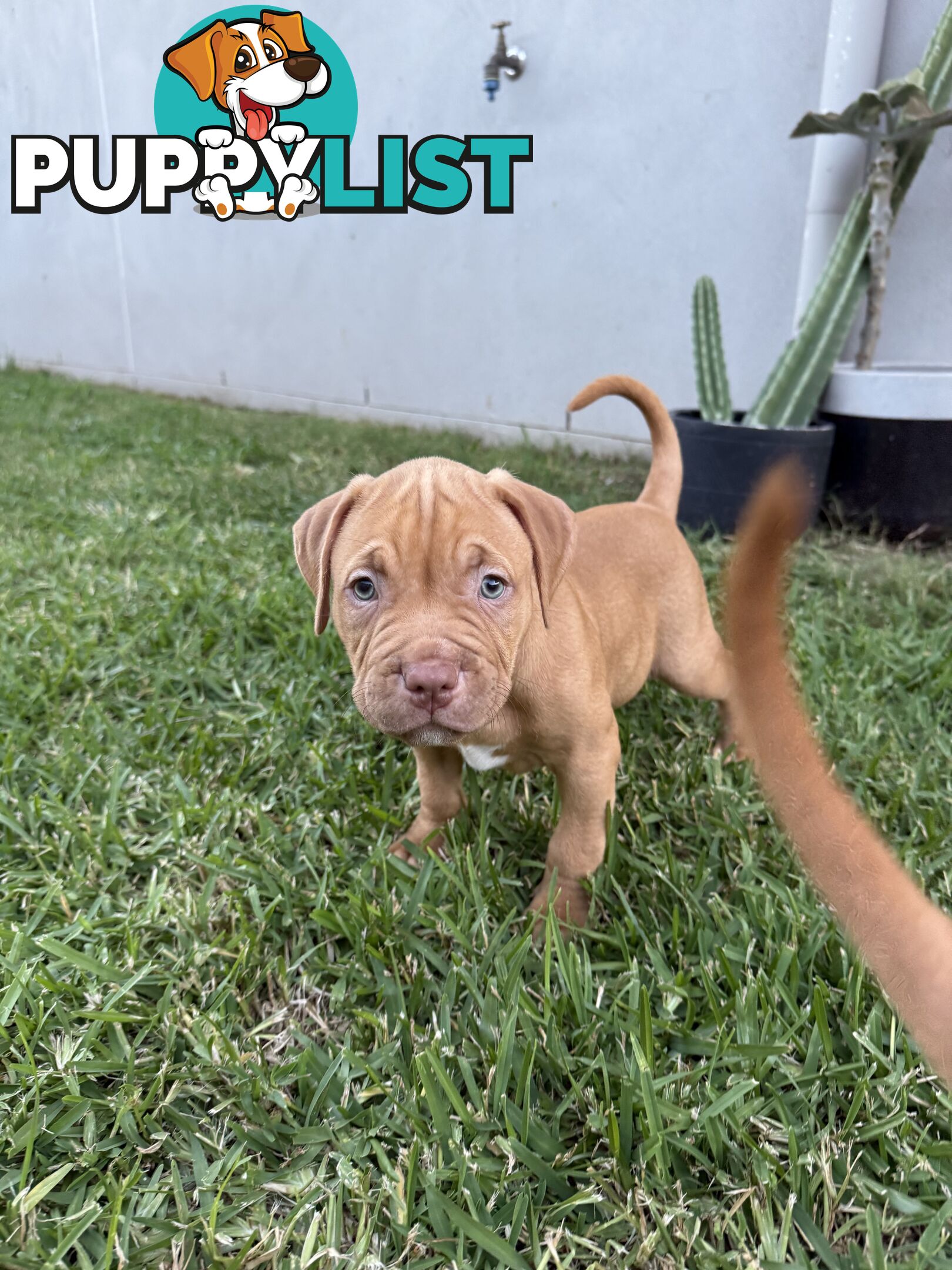 Amstaff Puppies• MALE & FEMALE• AVAILABLE NOW