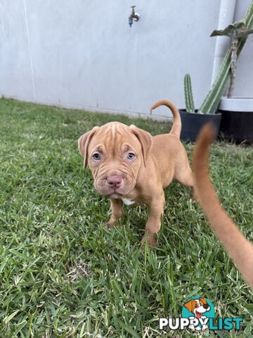 Amstaff Puppies• MALE & FEMALE• AVAILABLE NOW