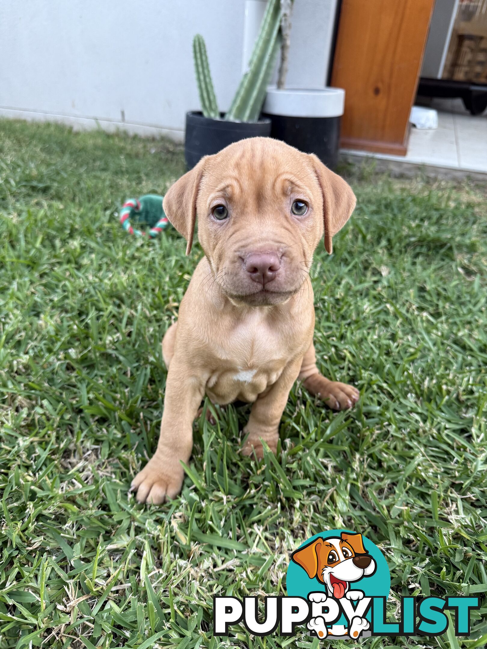 Amstaff Puppies• MALE & FEMALE• AVAILABLE NOW