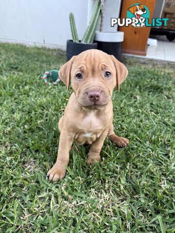 Amstaff Puppies• MALE & FEMALE• AVAILABLE NOW