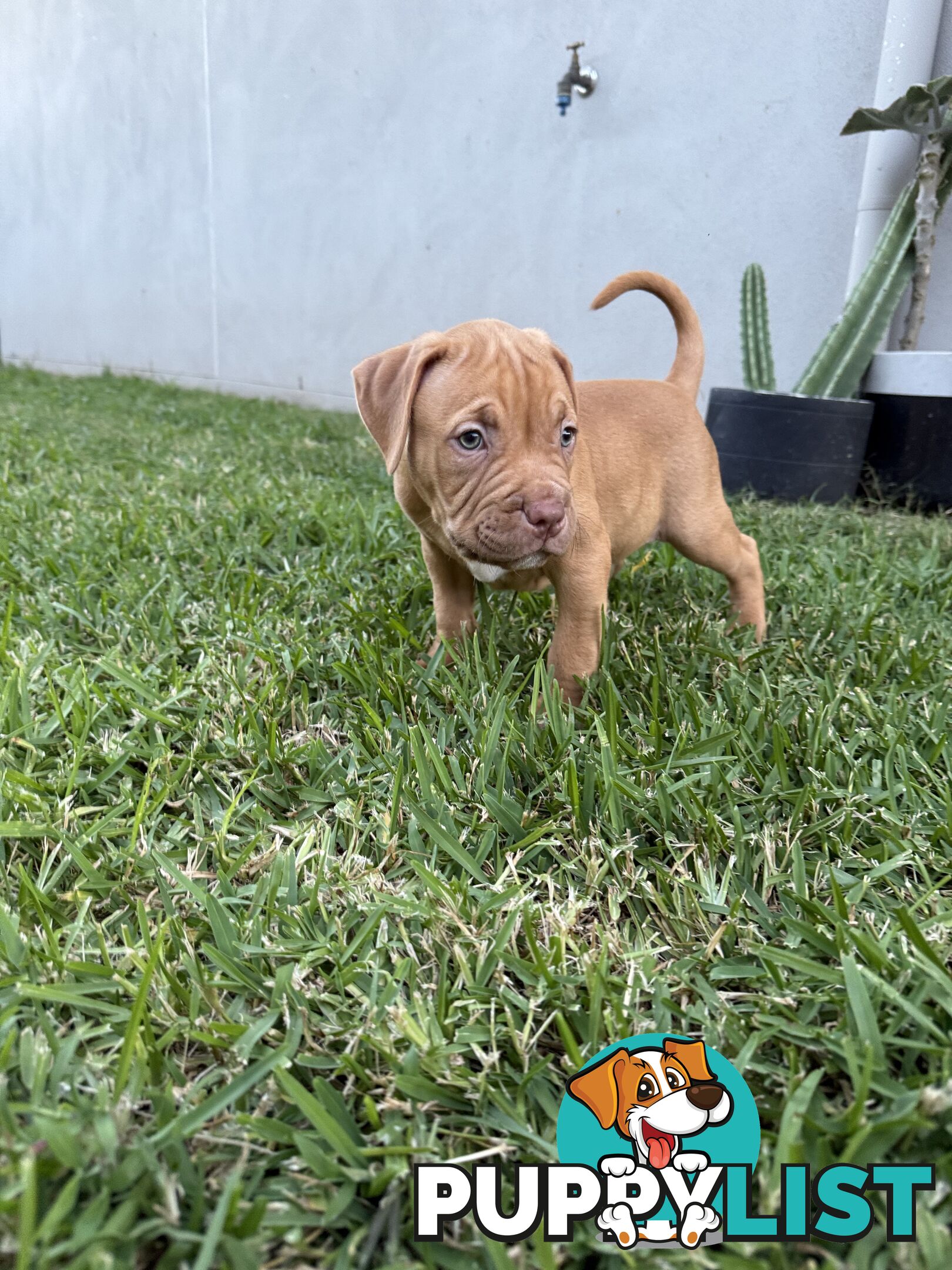 Amstaff Puppies• MALE & FEMALE• AVAILABLE NOW