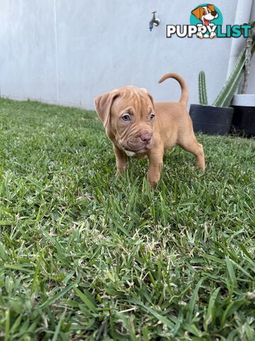 Amstaff Puppies• MALE & FEMALE• AVAILABLE NOW