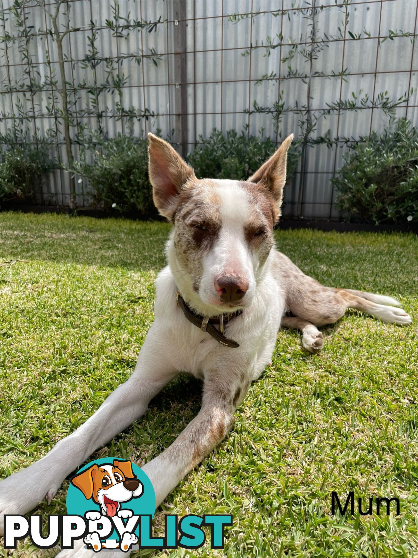 Koolie x kelpie puppies