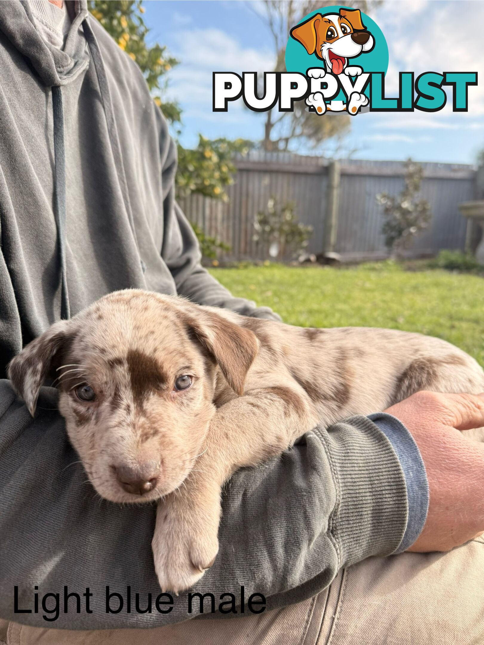 Koolie x kelpie puppies