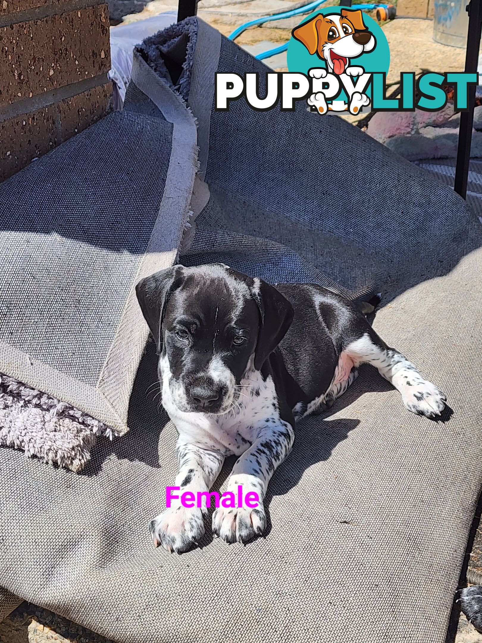 German Shorthaired Pointer x puppies