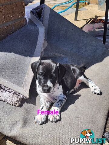 German Shorthaired Pointer x puppies