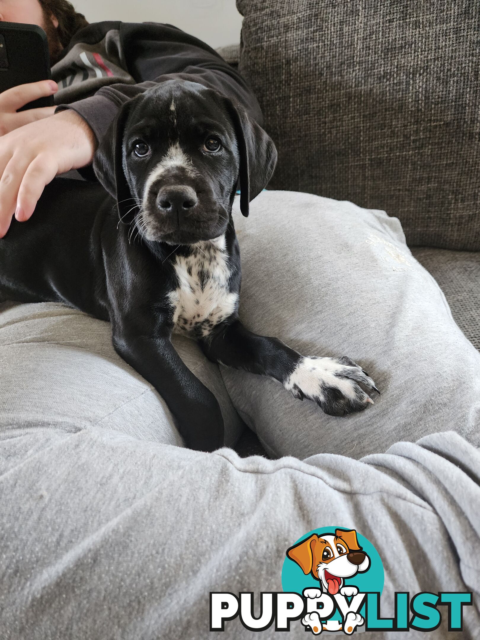 German Shorthaired Pointer x puppies