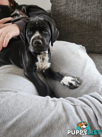 German Shorthaired Pointer x puppies