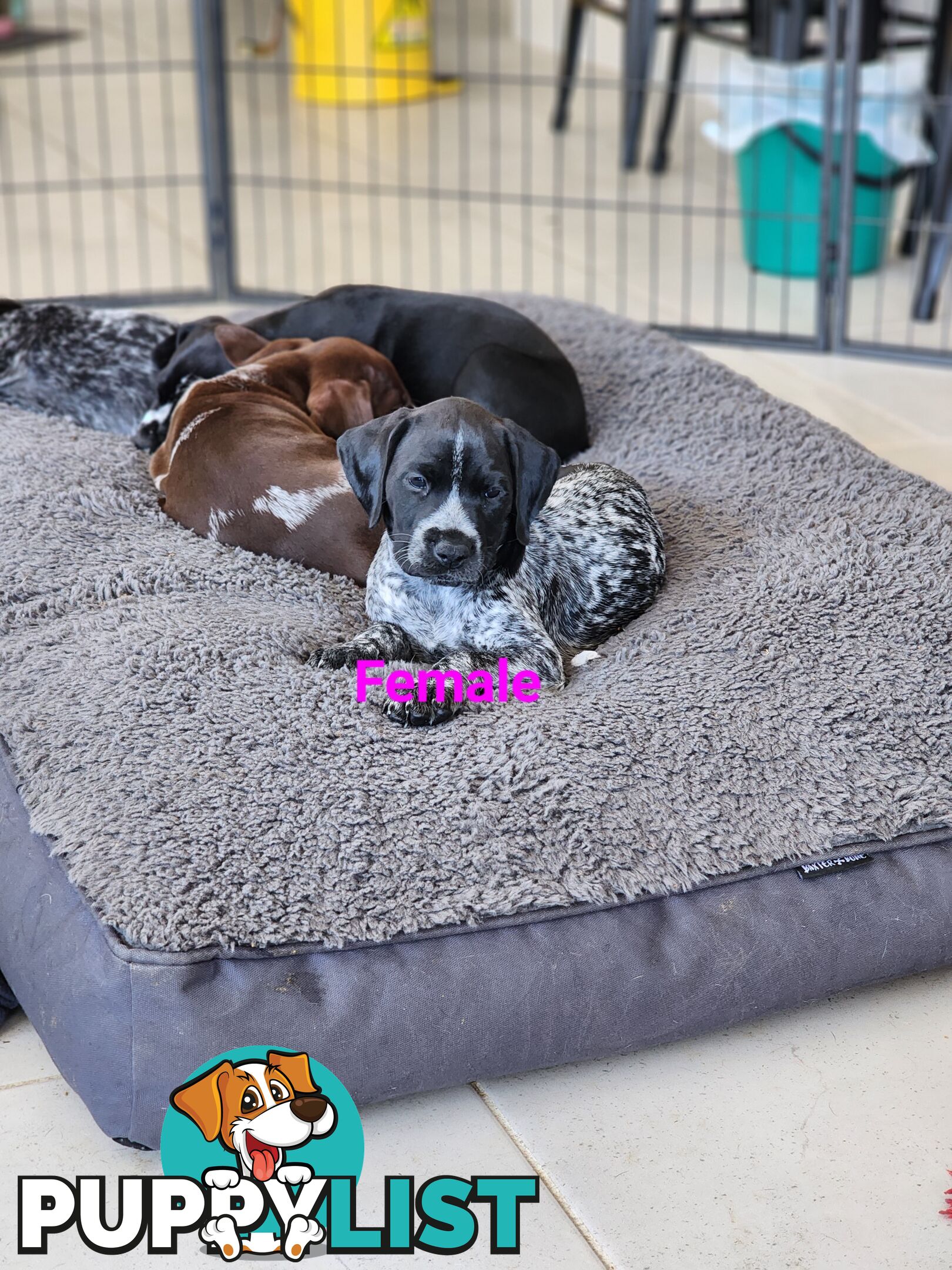 German Shorthaired Pointer x puppies