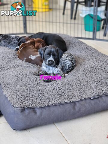 German Shorthaired Pointer x puppies