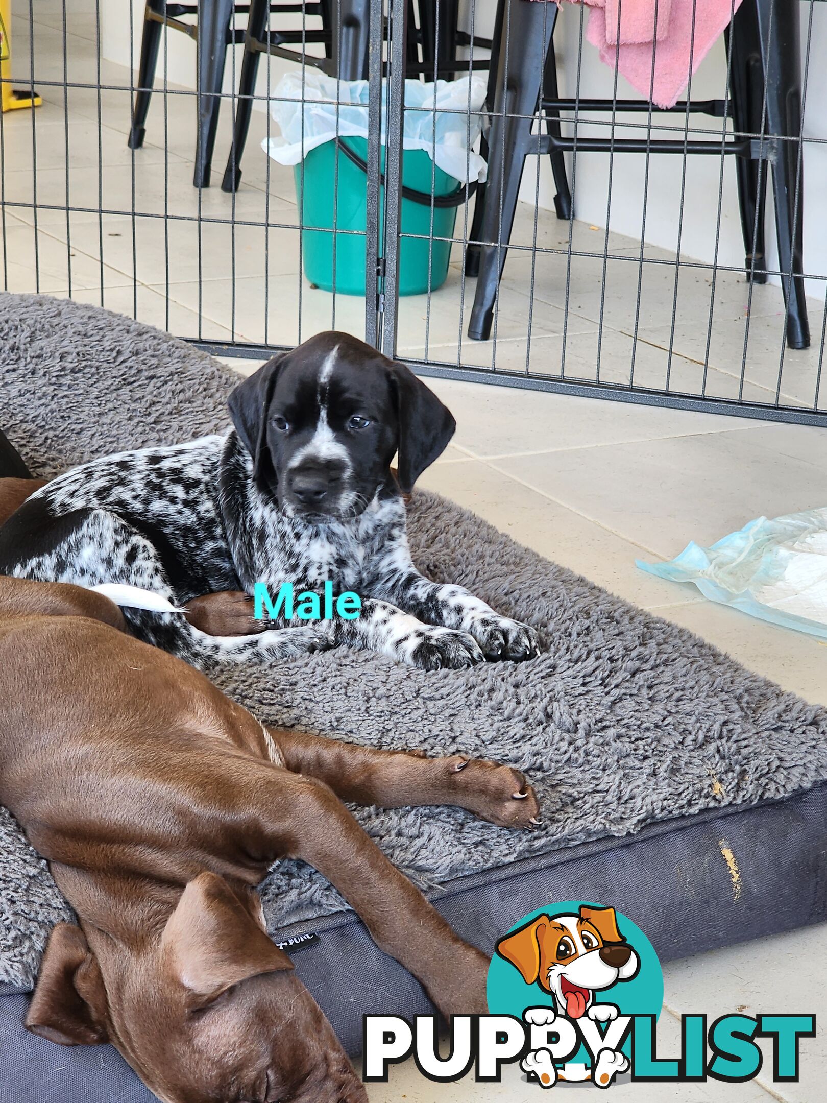 German Shorthaired Pointer x puppies