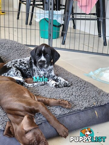 German Shorthaired Pointer x puppies