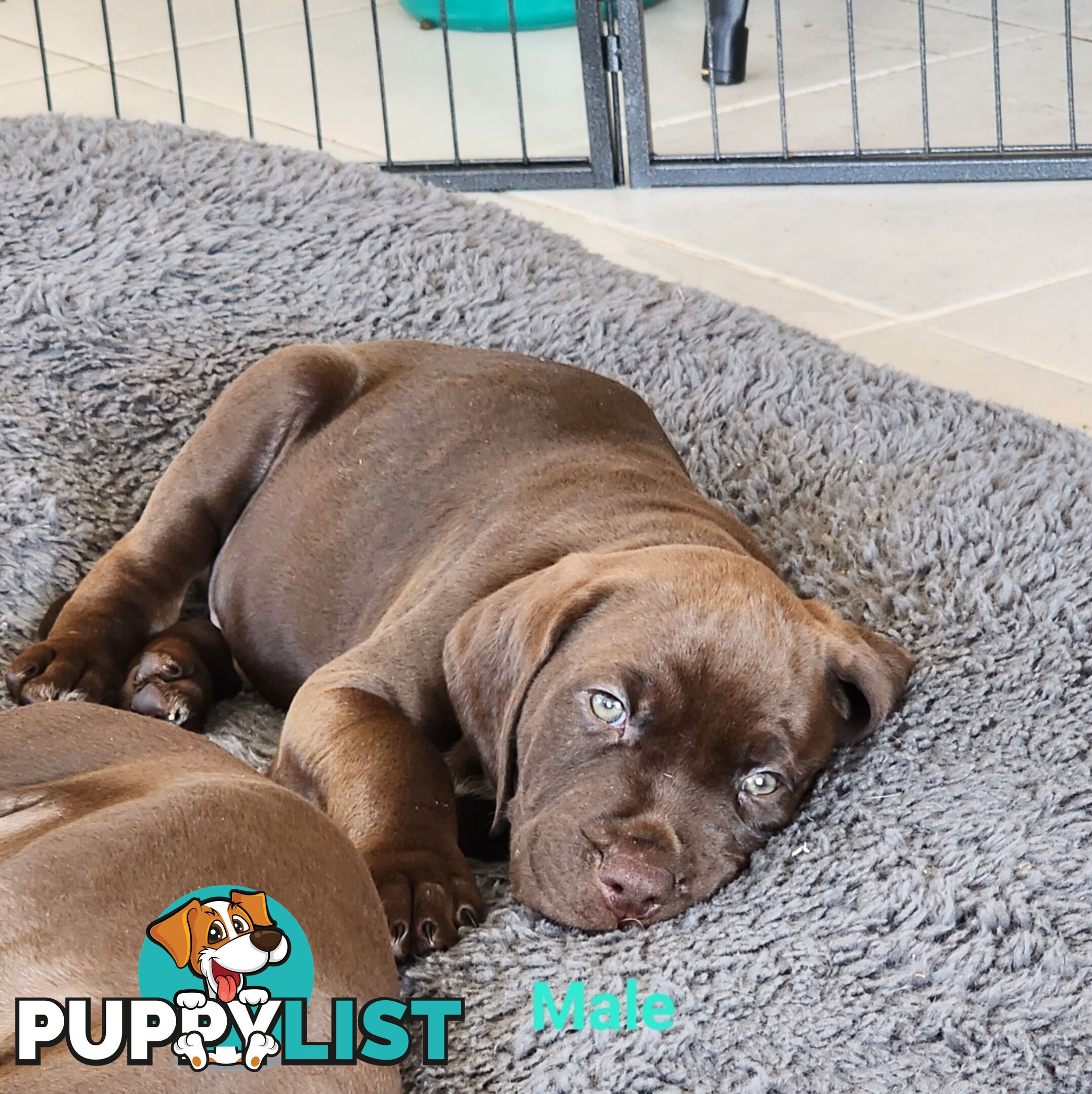 German Shorthaired Pointer x puppies