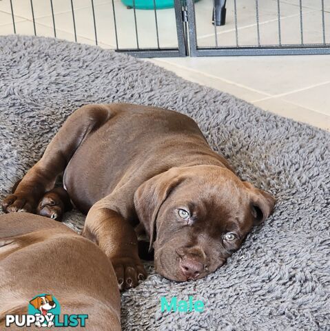 German Shorthaired Pointer x puppies