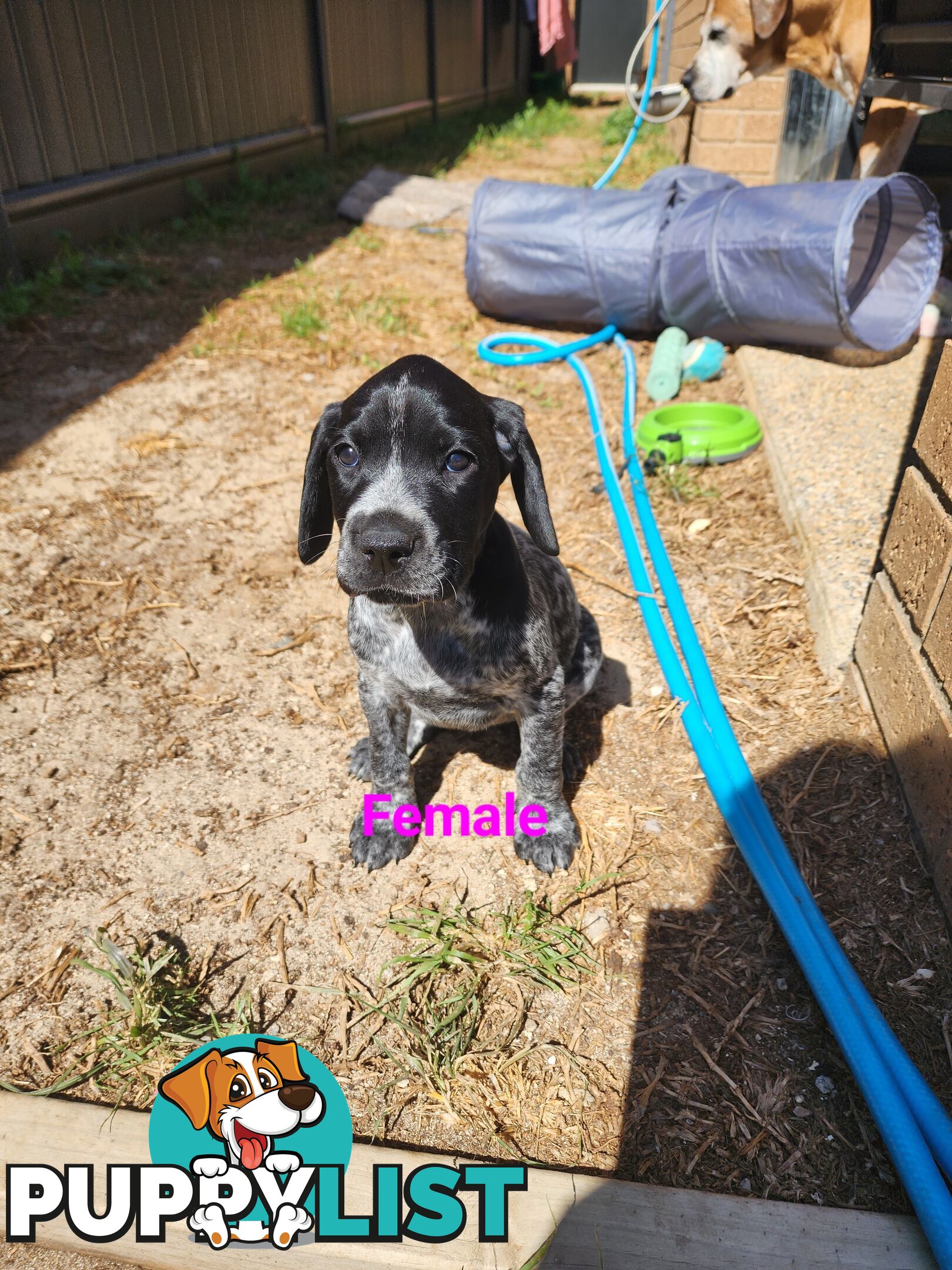 German Shorthaired Pointer x puppies