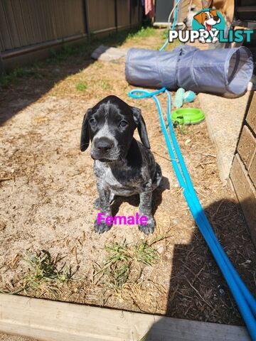 German Shorthaired Pointer x puppies