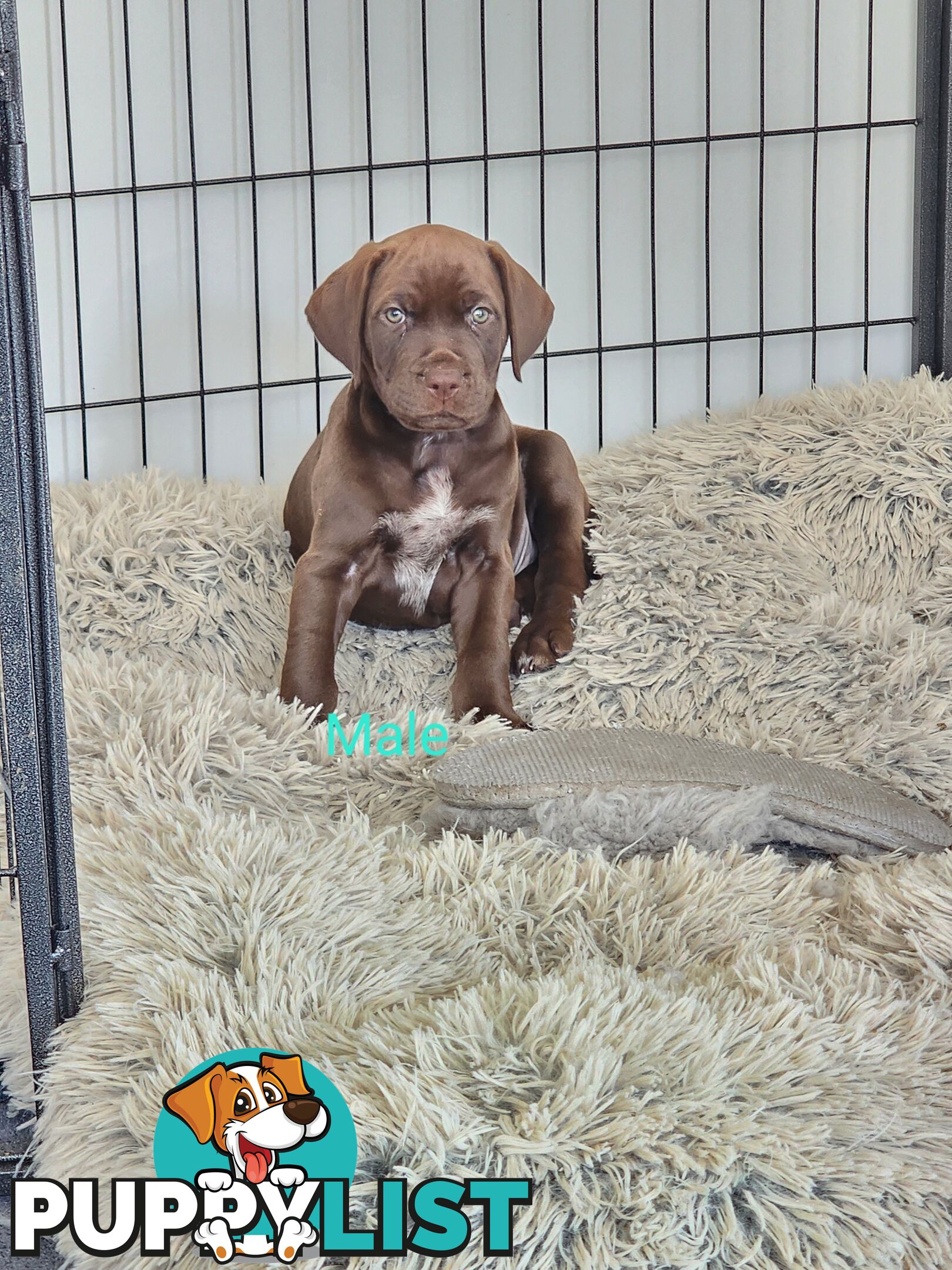 German Shorthaired Pointer x puppies