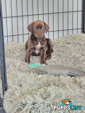 German Shorthaired Pointer x puppies