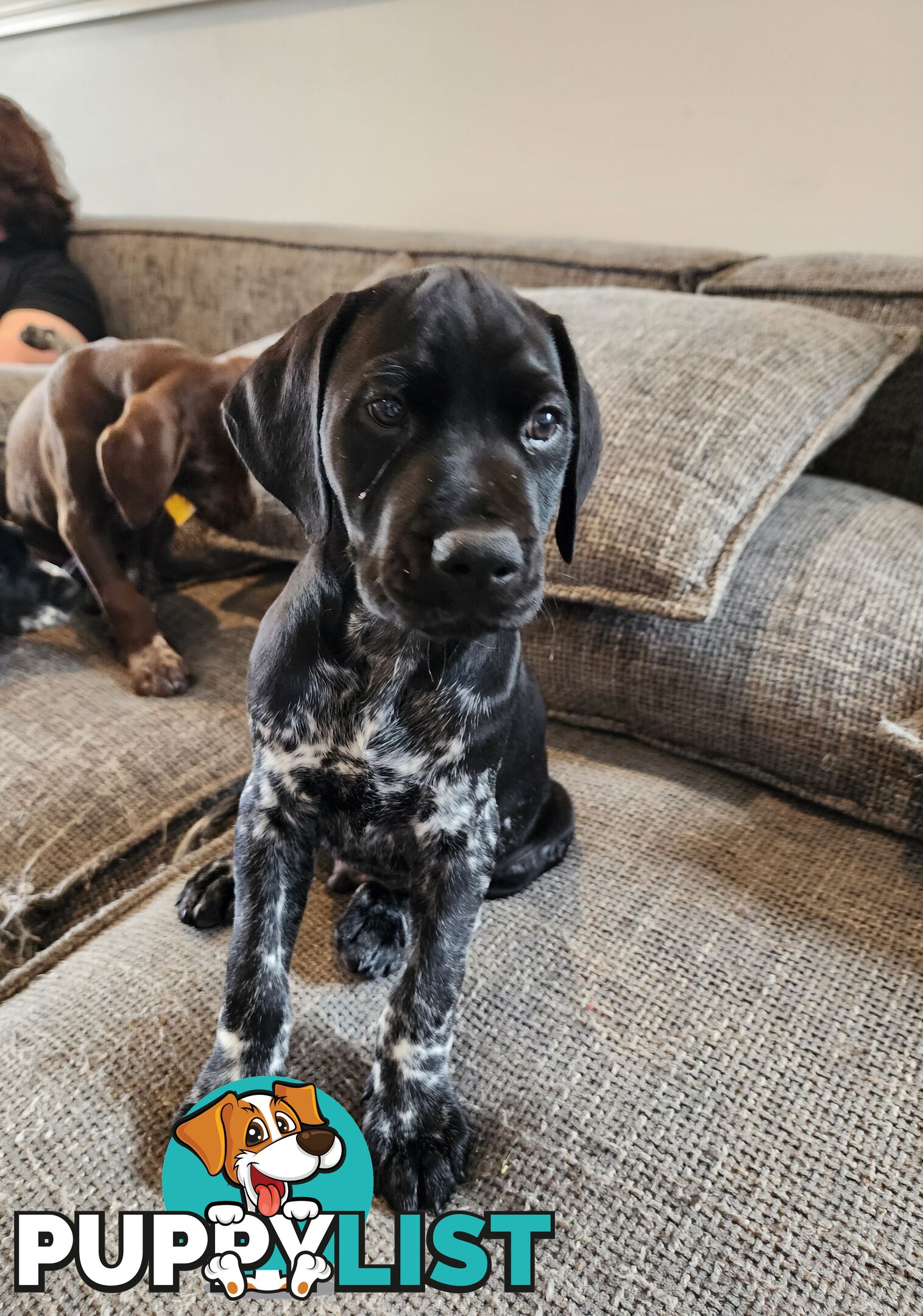 German Shorthaired Pointer x puppies