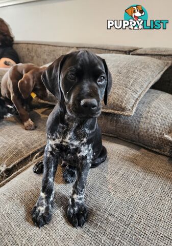 German Shorthaired Pointer x puppies