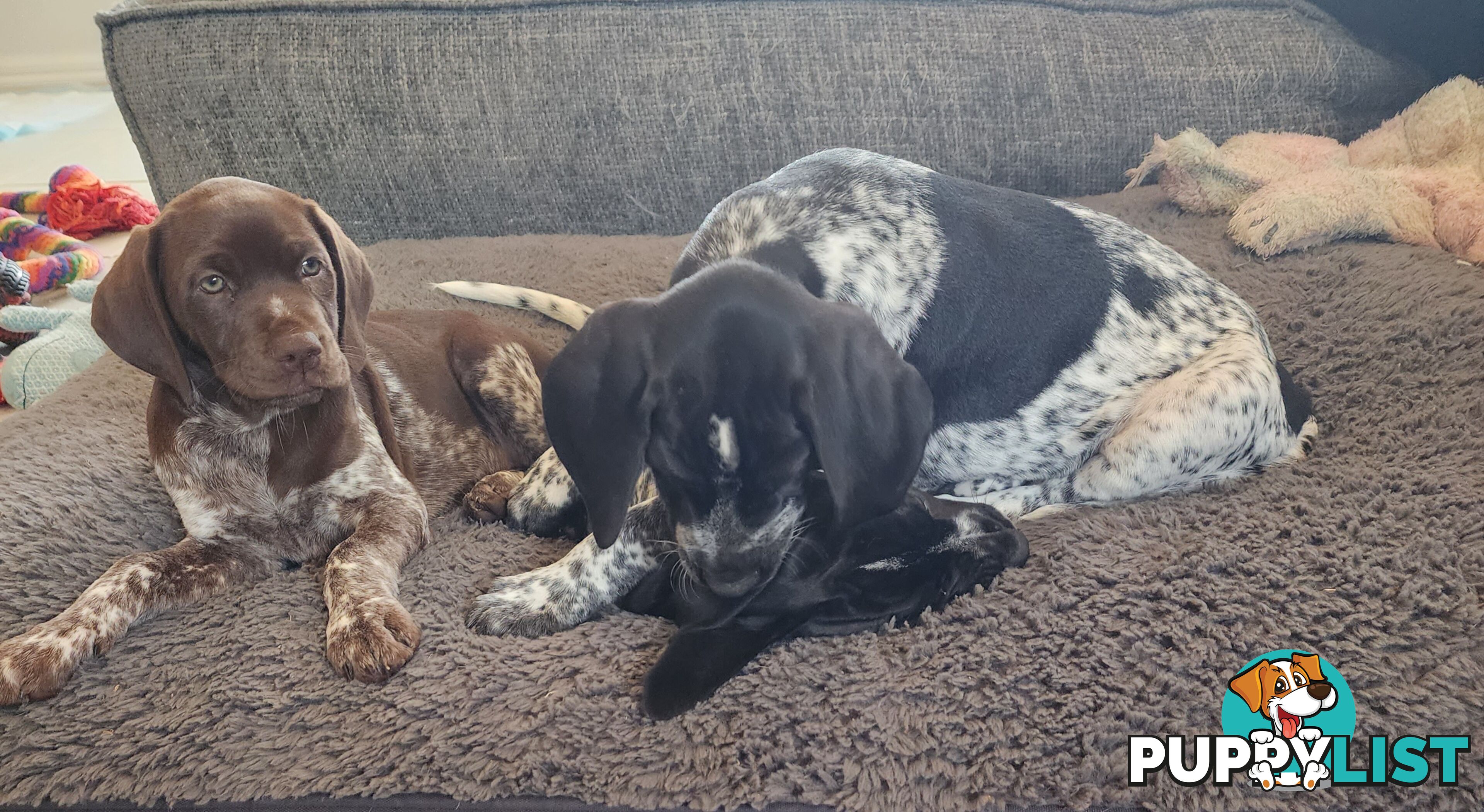 German Shorthaired Pointer x puppies