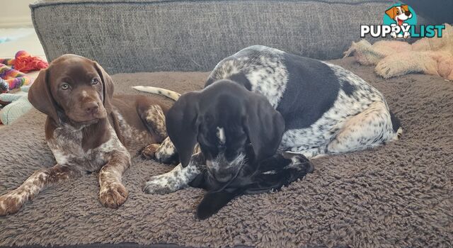 German Shorthaired Pointer x puppies