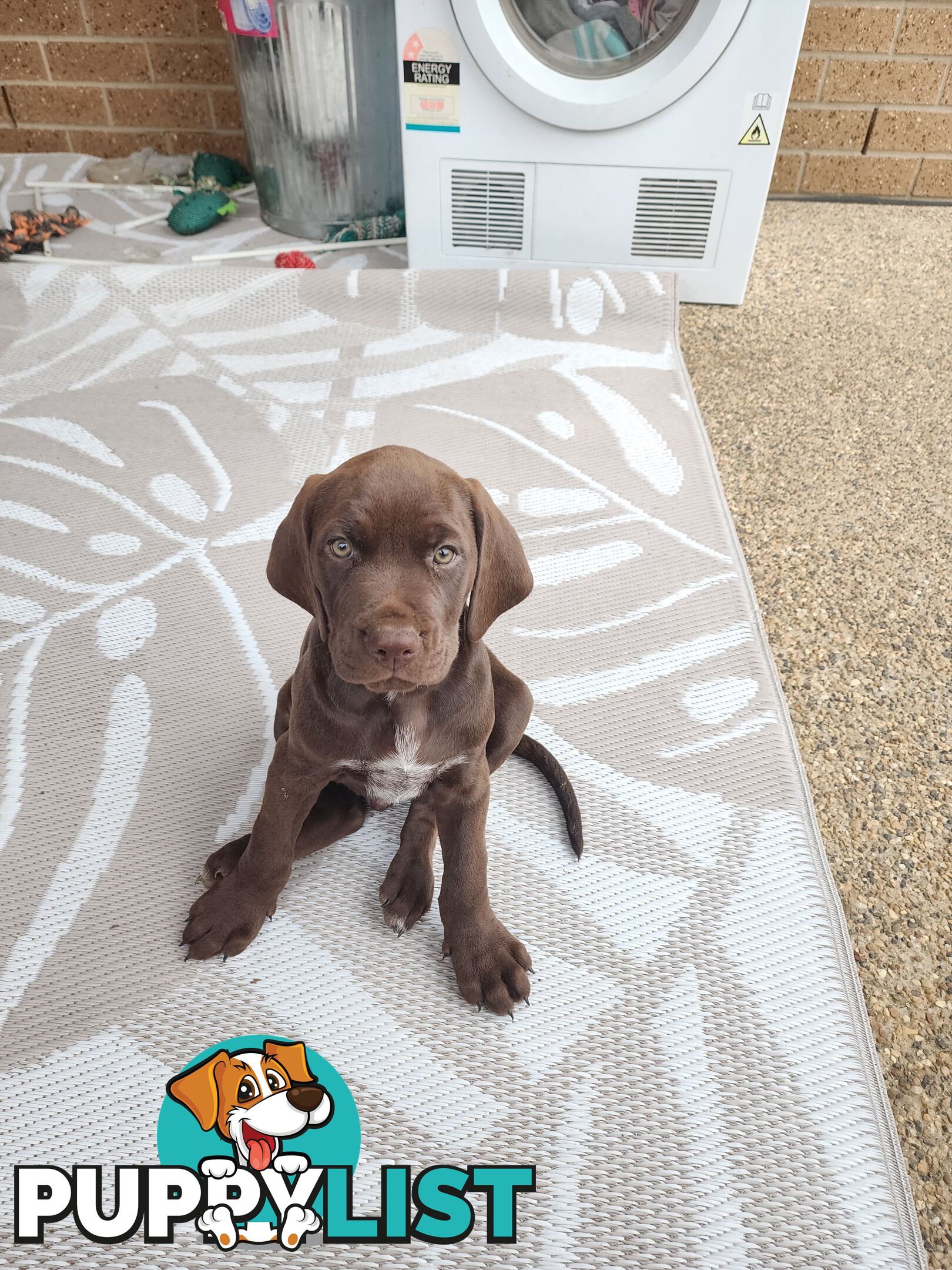 German Shorthaired Pointer x puppies